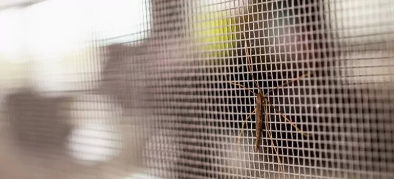Repair Mosquito Mesh For Windows in Punta Gorda, FL